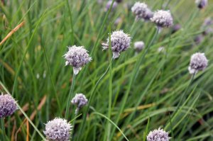 Chives